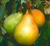 Pear Pineapple Tree - 15 Gal