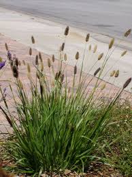 Pennisetum messacum 'Red Bunny Tails' Fountain Grass - 5 Gallon