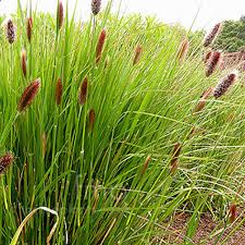 Pennisetum messacum 'Red Bunny Tails' Fountain Grass - 5 Gallon