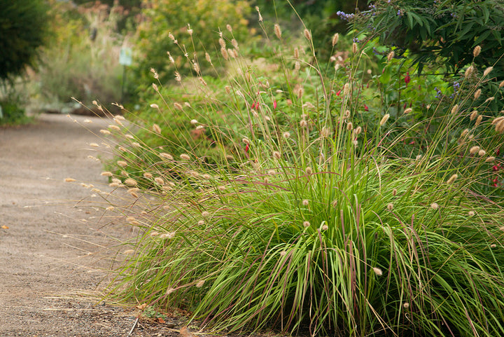 Pennisetum messacum 'Red Bunny Tails' Fountain Grass - 5 Gallon