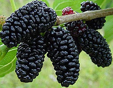 Persian Mulberry Tree - 24" Box