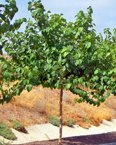Persian Mulberry Tree - 24" Box