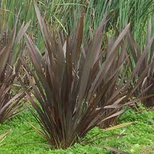 Phormium tenax 'Atropurpureum' ('Bronze')('Purpureum') New Zealand Flax tenax 'Atropurpureum'  - 5 Gallon