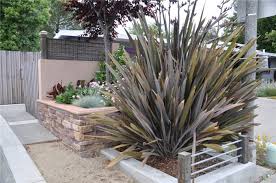 Phormium tenax 'Atropurpureum' ('Bronze')('Purpureum') New Zealand Flax tenax 'Atropurpureum'  - 5 Gallon