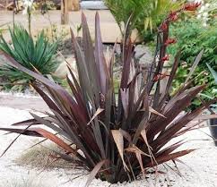 Phormium tenax 'Atropurpureum' ('Bronze')('Purpureum') New Zealand Flax tenax 'Atropurpureum'  - 5 Gallon