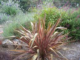 Phormium 'Maori Queen' ('Rainbow Queen') New Zealand Flax 'Maori Queen' ('Rainbow Queen') - 5 Gallon