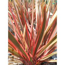 Phormium 'Maori Queen' ('Rainbow Queen') New Zealand Flax 'Maori Queen' ('Rainbow Queen') - 5 Gallon
