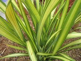 Phormium 'Yellow Wave' New Zealand Flax 'Yellow Wave' - 5 Gallon