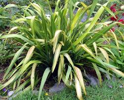 Phormium 'Yellow Wave' New Zealand Flax 'Yellow Wave' - 5 Gallon