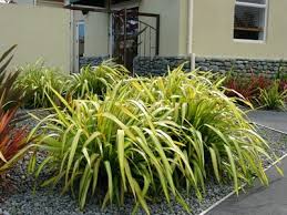 Phormium 'Yellow Wave' New Zealand Flax 'Yellow Wave' - 5 Gallon