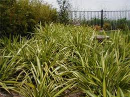 Phormium 'Yellow Wave' New Zealand Flax 'Yellow Wave' - 5 Gallon