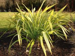 Phormium 'Yellow Wave' New Zealand Flax 'Yellow Wave' - 5 Gallon