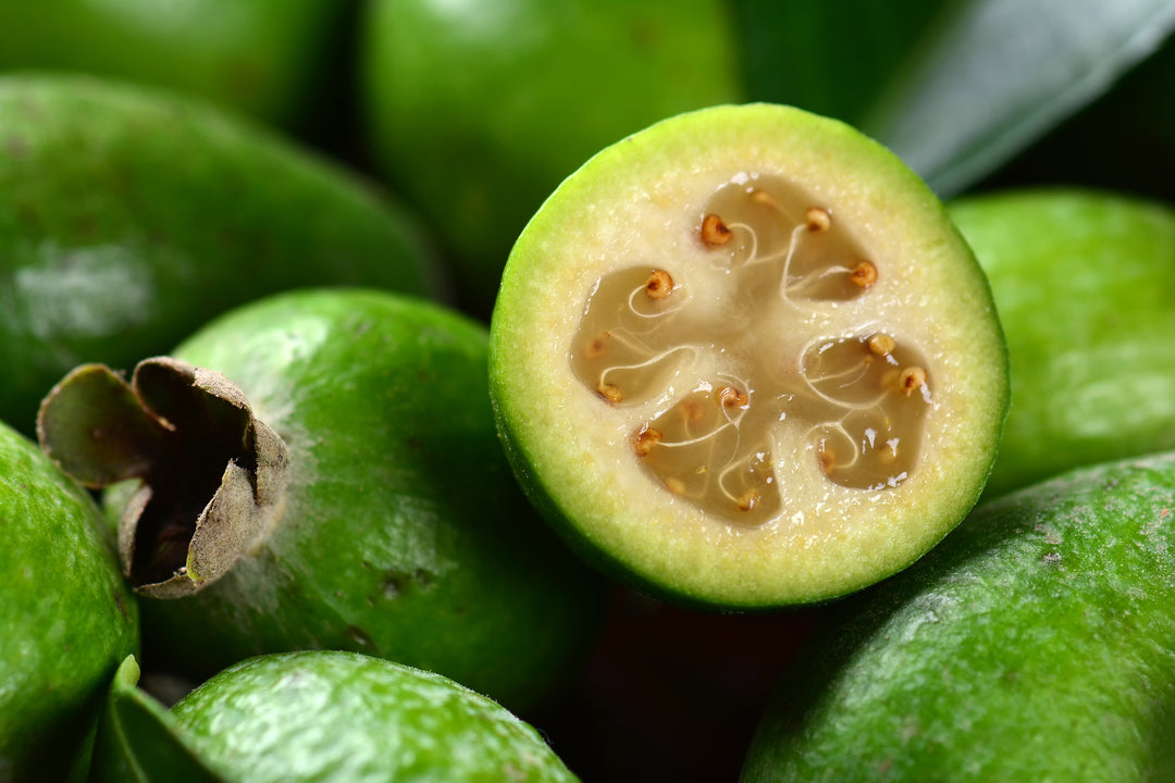 Pineapple Guava - 15 Gallon Bush