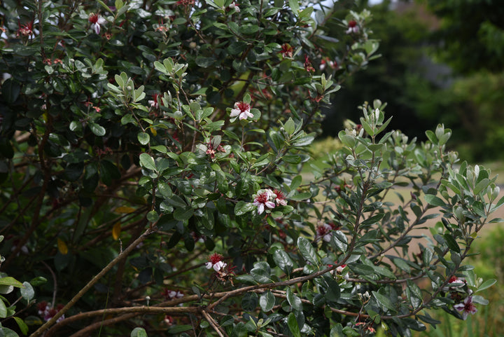 Pineapple Guava - 15 Gallon Bush