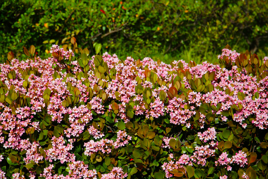 Pink Lady Indian Hawthorn