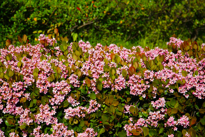 Pink Lady Indian Hawthorn