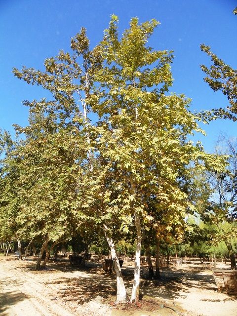 Platanus racemosa 'California Sycamore' - 15 Gallon