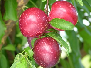 Santa Rosa Plum Tree - 15 Gallon