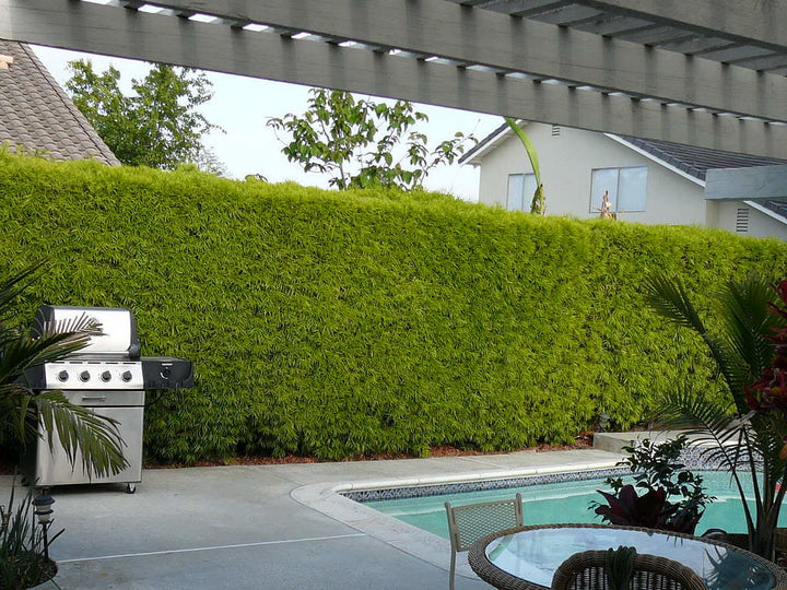 Podocarpus Gracilior - 15 Gallon Column