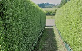Podocarpus Gracilior - 15 Gallon Column