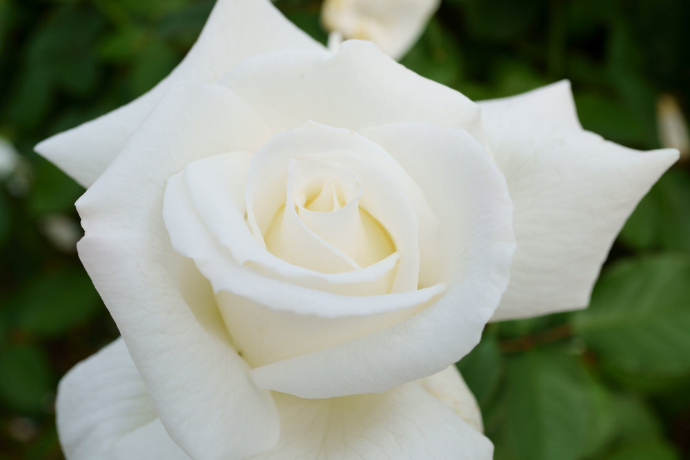 Pope John Paul II Rose Bush - 5 Gallon