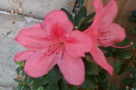 Azalea 'Pride of Dorking' - 5 Gallon