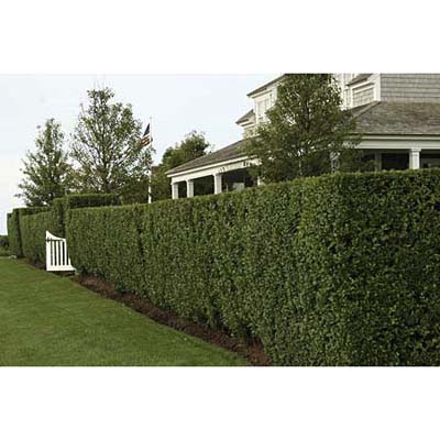 Wax Leaf Privet  - 15 Gallon Staked