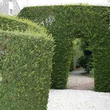 Wax leaf Privet  - 15 Gallon Bush