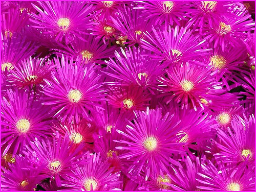 Productus Purple Ice Plant - Flat