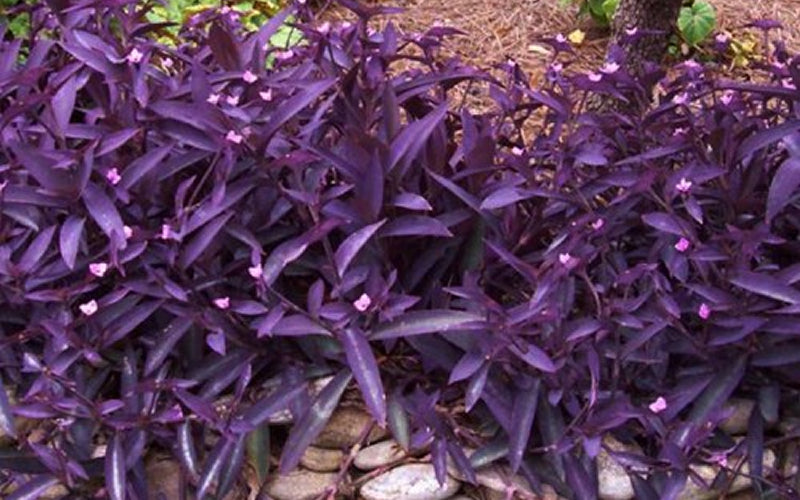Tradescantia pallida 'Purple Heart' - 5 Gallon