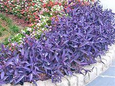 Tradescantia pallida 'Purple Heart' - 5 Gallon