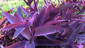 Tradescantia pallida 'Purple Heart' - 5 Gallon