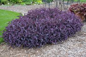Tradescantia pallida 'Purple Heart' - 5 Gallon
