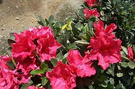 Azalea 'Red Bird' - 5 Gallon