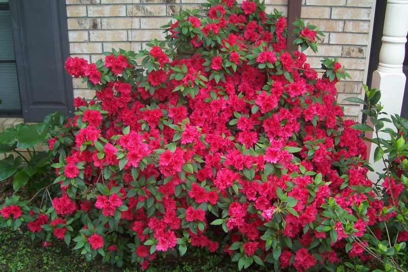 Azalea 'Red Bird' - 5 Gallon