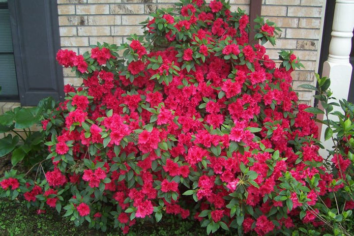 Azalea 'Red Bird' - 5 Gallon