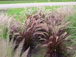 Pennisetum setaceum 'Rubrum' ('Cupreum') Red Fountain Grass - 5 Gallon