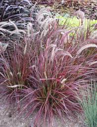 Pennisetum setaceum 'Rubrum' ('Cupreum') Red Fountain Grass - 5 Gallon