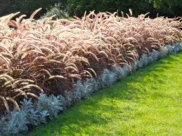 Pennisetum setaceum 'Rubrum' ('Cupreum') Red Fountain Grass - 5 Gallon