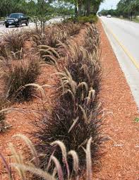 Pennisetum setaceum 'Rubrum' ('Cupreum') Red Fountain Grass - 5 Gallon
