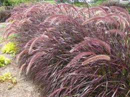 Pennisetum setaceum 'Rubrum' ('Cupreum') Red Fountain Grass - 5 Gallon