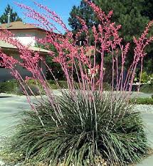Hesperaloe parviflora Red Yucca - 5 Gallon