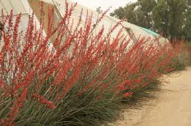 Hesperaloe parviflora Red Yucca - 5 Gallon
