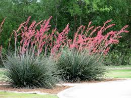 Hesperaloe parviflora Red Yucca - 5 Gallon