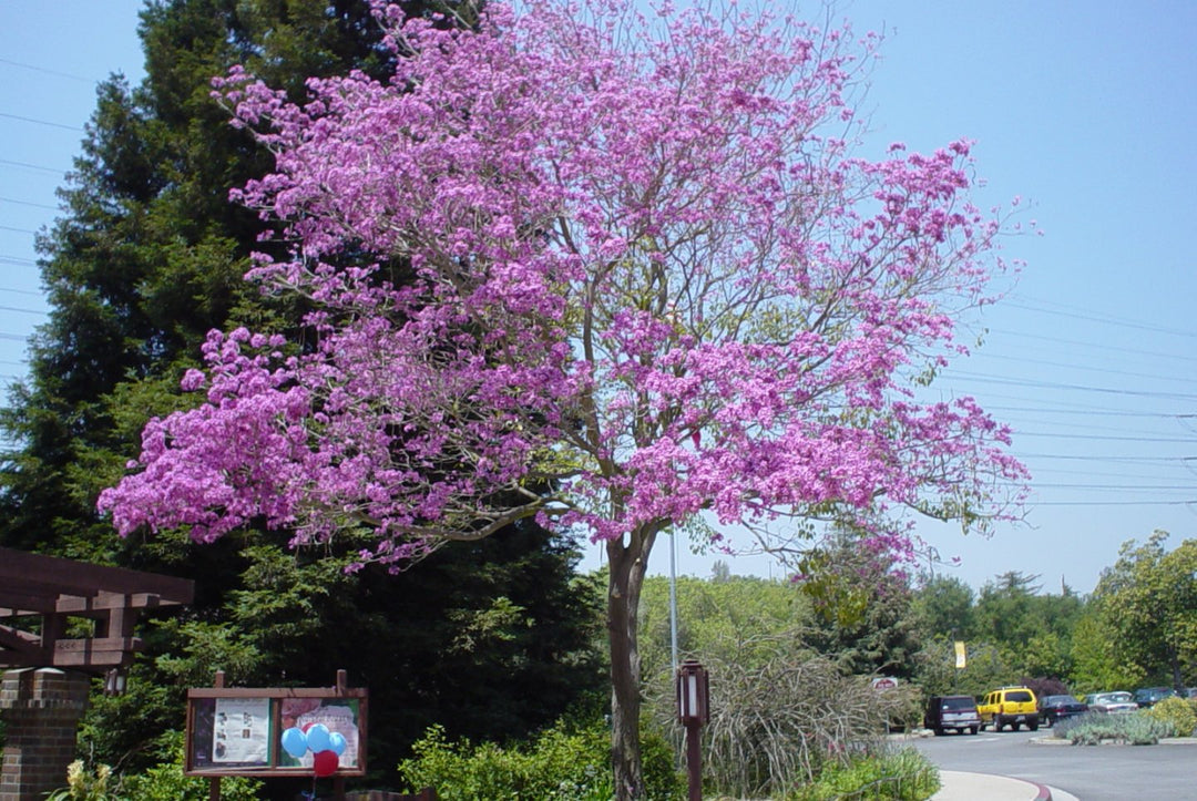 Robinia pseudoacacia 'Purple Robe' - 15 Gallon Standard