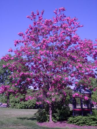 Robinia pseudoacacia 'Purple Robe' - 15 Gallon Standard