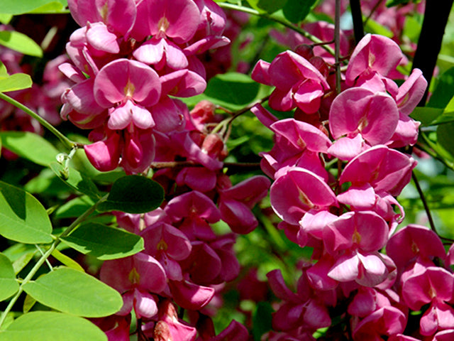 Robinia pseudoacacia 'Purple Robe' - 15 Gallon Standard