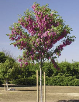 Robinia pseudoacacia 'Purple Robe' - 15 Gallon Standard