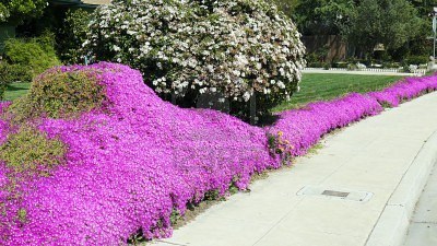 Rosea Pink Ice Plant - Flat