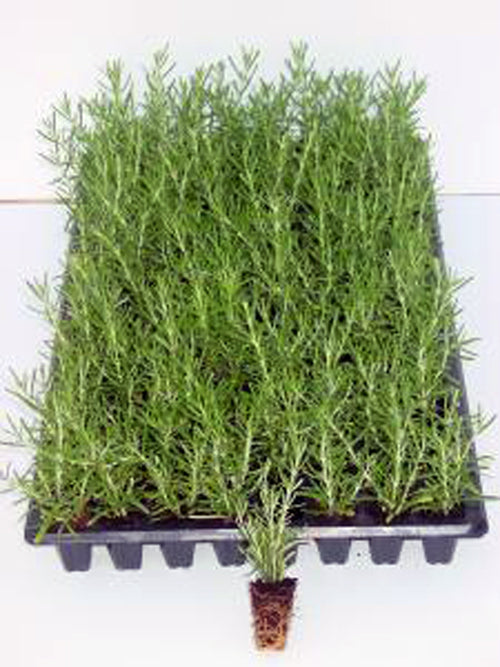 Rosemary 'Prostratus' - Flat